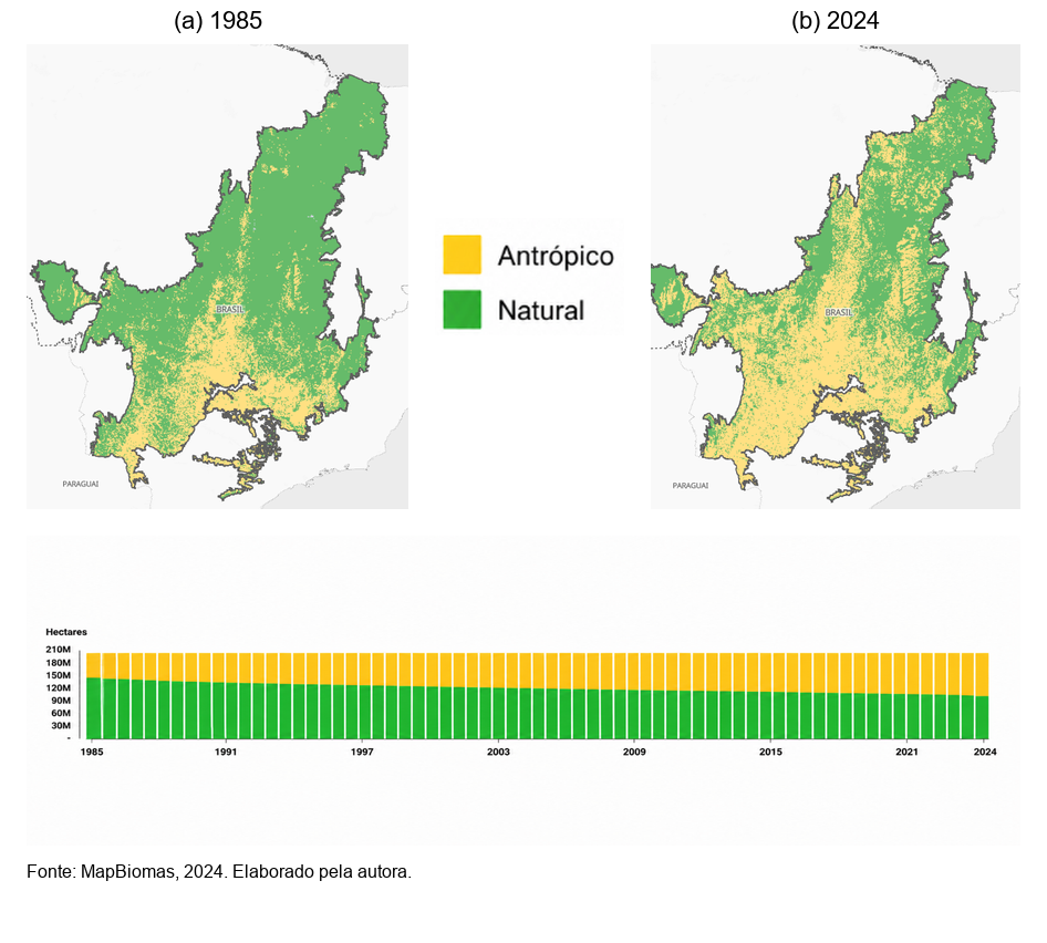 Mapas do Cerrado em 1985 e 2024 mostrando o avanço da área antrópica sobre a vegetação nativa, e gráfico de barras da evolução ano a ano